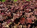 Heuchera micrantha Palace Purple IMG_9464 Żurawka drobnokwiatowa